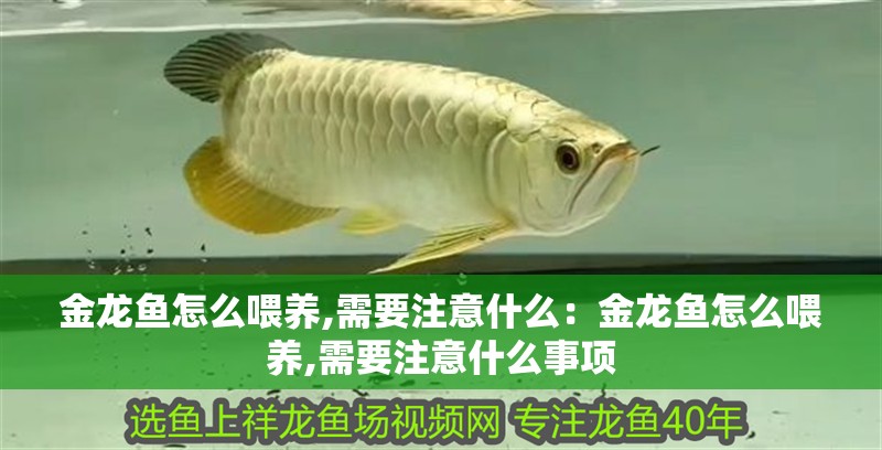 金龍魚怎么喂養,需要注意什么：金龍魚怎么喂養,需要注意什么事項