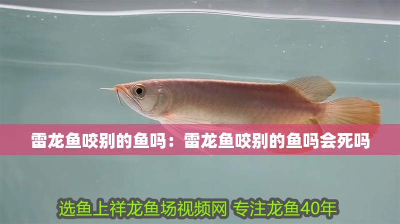 魚缸過濾器選購指南:自制魚缸過濾器魚缸上置過濾器對于養魚愛好者的必備知識 雷龍魚咬別的魚嗎:雷龍魚咬別的魚嗎會死嗎 水族問答 雷龍魚咬別的魚嗎:雷龍魚咬別的魚嗎會死嗎 雷龍魚咬別的魚嗎:雷龍魚咬別的魚嗎會死嗎 水族問答
