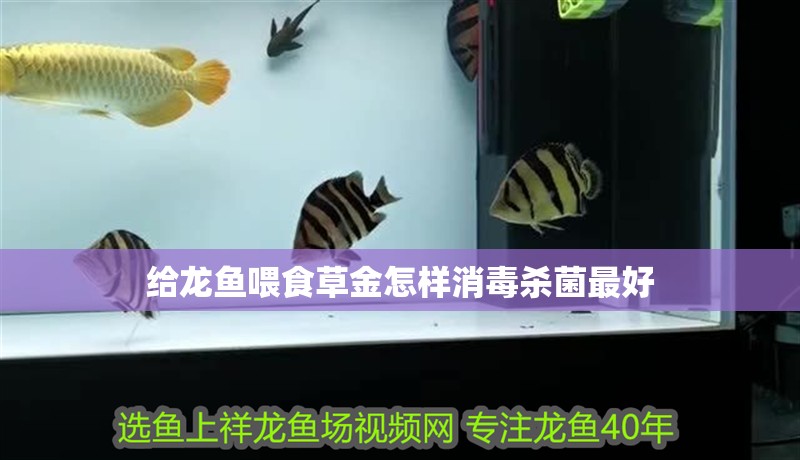 給龍魚(yú)喂食草金怎樣消毒殺菌最好