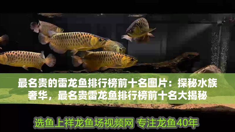 最名貴的雷龍魚排行榜前十名圖片：探秘水族奢華，最名貴雷龍魚排行榜前十名大揭秘