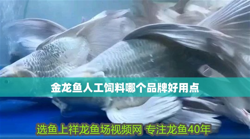 金龍魚人工飼料哪個(gè)品牌好用點(diǎn)
