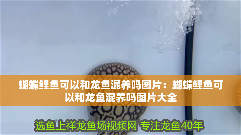 蝴蝶鯉魚可以和龍魚混養嗎圖片：蝴蝶鯉魚可以和龍魚混養嗎圖片大全