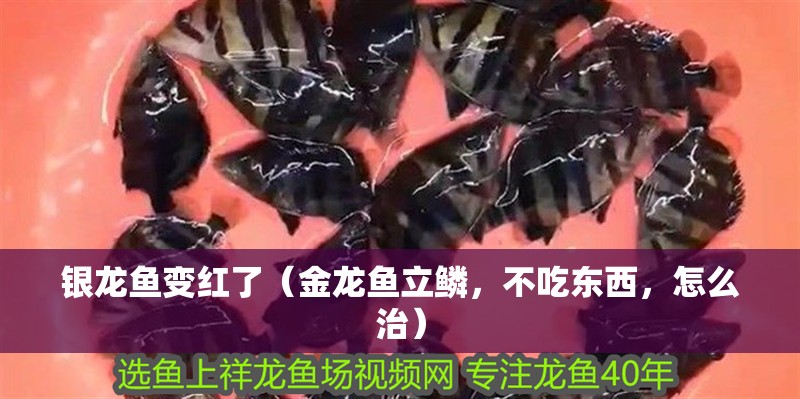銀龍魚變紅了（金龍魚立鱗，不吃東西，怎么治）