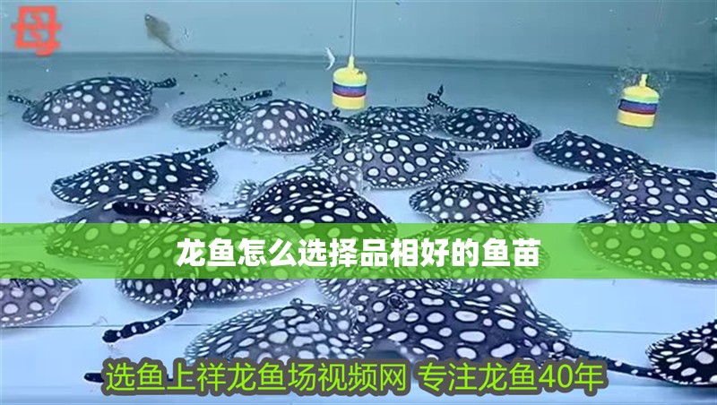 龍魚怎么選擇品相好的魚苗