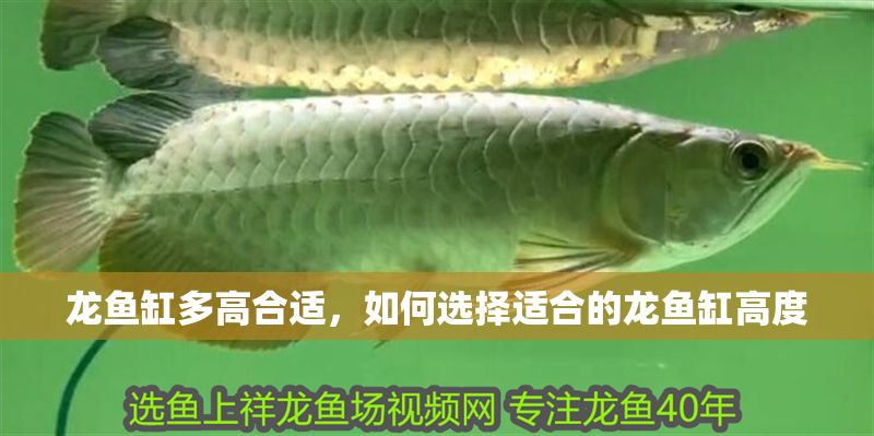 龍魚缸多高合適，如何選擇適合的龍魚缸高度