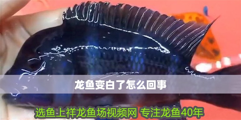 龍魚變白了怎么回事 龍魚變白了怎么回事 龍魚百科 第2張