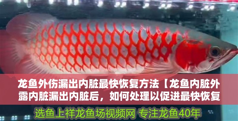 龍魚外傷漏出內(nèi)臟最快恢復(fù)方法【龍魚內(nèi)臟外露內(nèi)臟漏出內(nèi)臟后，如何處理以促進(jìn)最快恢復(fù)】