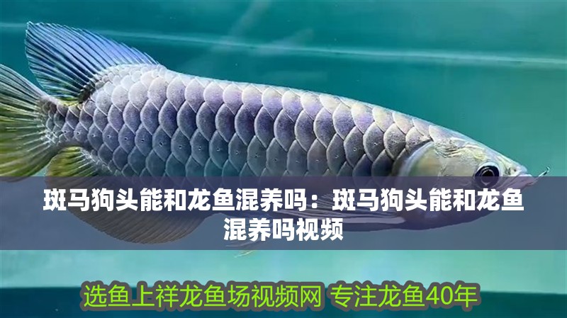 斑馬狗頭能和龍魚混養嗎:斑馬狗頭能和龍魚混養嗎視頻 水族問答 斑馬狗頭能和龍魚混養嗎:斑馬狗頭能和龍魚混養嗎視頻 斑馬狗頭能和龍魚混養嗎:斑馬狗頭能和龍魚混養嗎視頻 水族問答