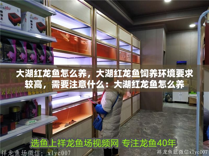 大湖紅龍魚怎么養(yǎng)，大湖紅龍魚飼養(yǎng)環(huán)境要求較高，需要注意什么：大湖紅龍魚怎么養(yǎng)