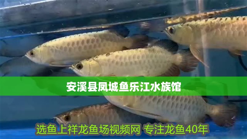 安溪縣鳳城魚(yú)樂(lè)江水族館 安溪縣鳳城魚(yú)樂(lè)江水族館 全國(guó)水族館企業(yè)名錄 第1張