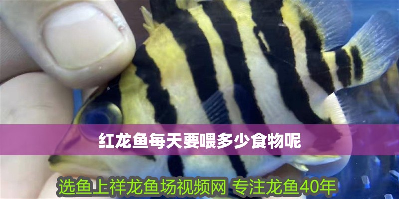 紅龍魚每天要喂多少食物呢 龍魚百科 第1張 紅龍魚每天要喂多少食物呢 紅龍魚每天要喂多少食物呢 龍魚百科 第1張