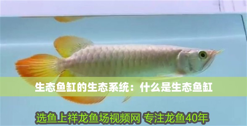 生態魚缸的生態系統：什么是生態魚缸