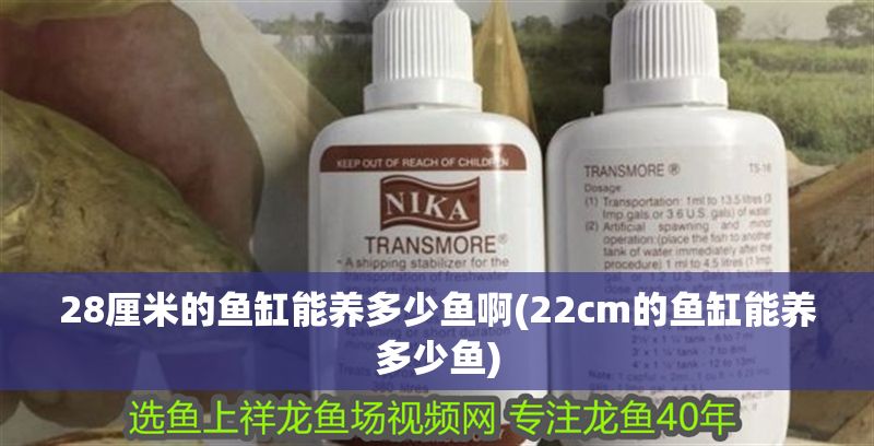 28厘米的魚缸能養多少魚啊(22cm的魚缸能養多少魚)