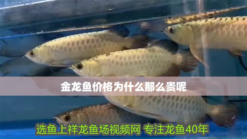金龍魚價格為什么那么貴呢