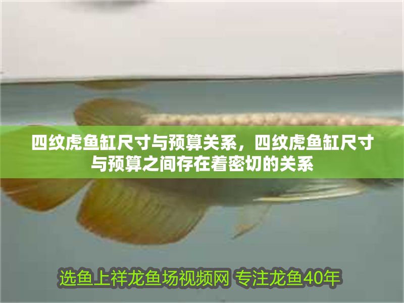 四紋虎魚缸尺寸與預算關系，四紋虎魚缸尺寸與預算之間存在著密切的關系