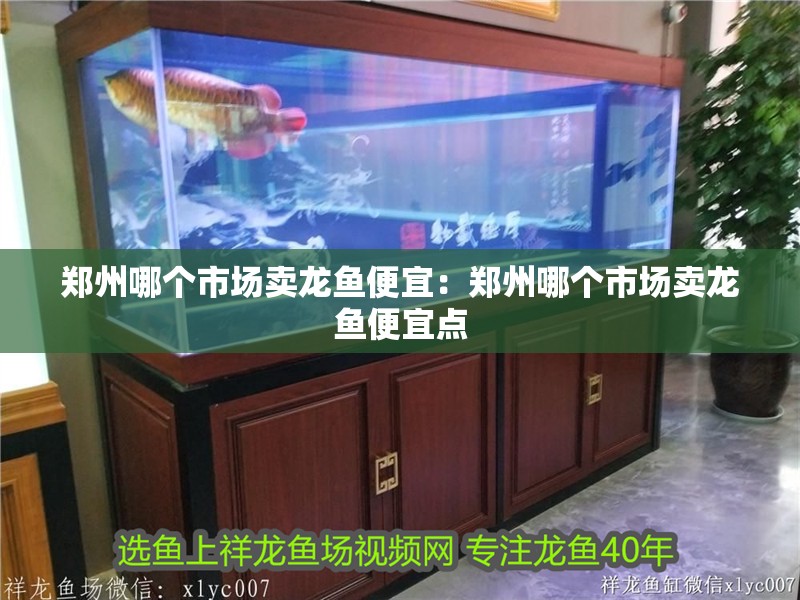 鄭州哪個市場賣龍魚便宜：鄭州哪個市場賣龍魚便宜點 鄭州哪個市場賣龍魚便宜：鄭州哪個市場賣龍魚便宜點 水族問答