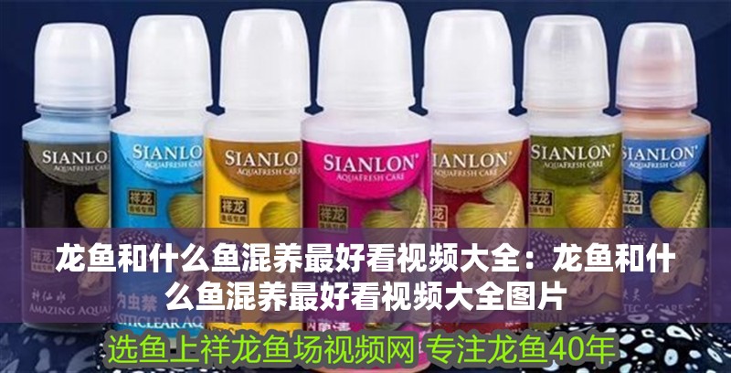 龍魚和什么魚混養最好看視頻大全：龍魚和什么魚混養最好看視頻大全圖片 龍魚和什么魚混養最好看視頻大全：龍魚和什么魚混養最好看視頻大全圖片 水族問答