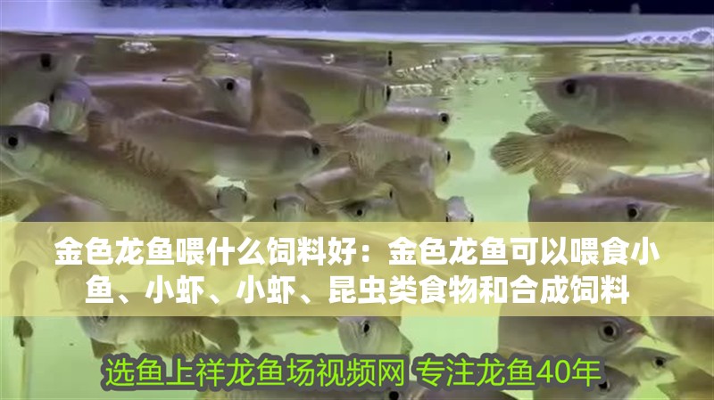 金色龍魚喂什么飼料好：金色龍魚可以喂食小魚、小蝦、小蝦、昆蟲類食物和合成飼料