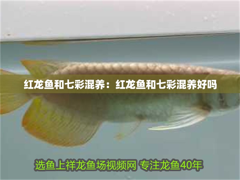紅龍魚和七彩混養(yǎng)：紅龍魚和七彩混養(yǎng)好嗎