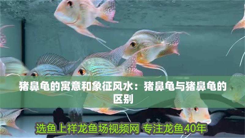 豬鼻龜的寓意和象征風水：豬鼻龜與豬鼻龜的區別