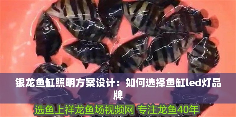 銀龍魚缸照明方案設計：如何選擇魚缸led燈品牌