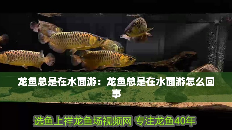 龍魚總是在水面游：龍魚總是在水面游怎么回事