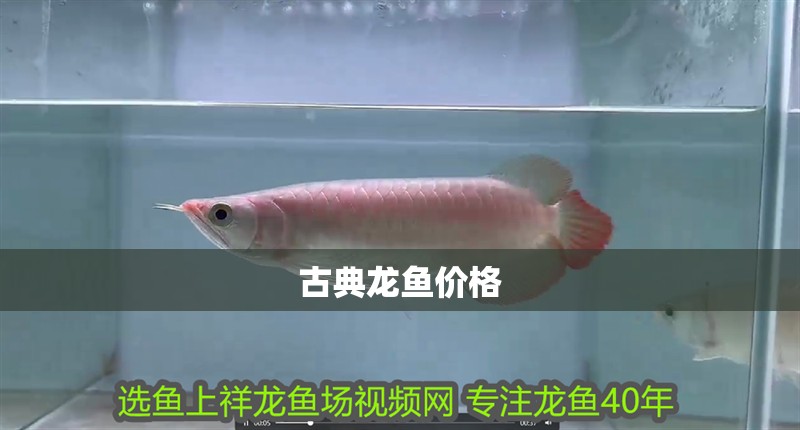 古典龍魚價格