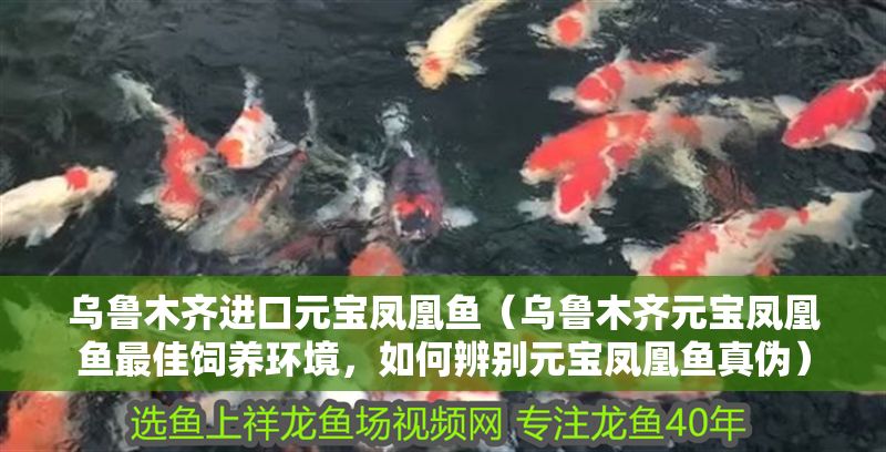 烏魯木齊進口元寶鳳凰魚（烏魯木齊元寶鳳凰魚最佳飼養(yǎng)環(huán)境，如何辨別元寶鳳凰魚真?zhèn)危? title=