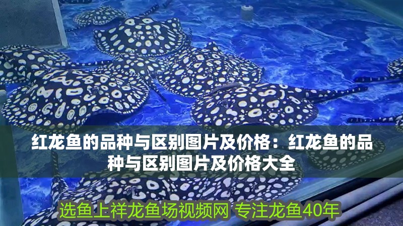 紅龍魚(yú)的品種與區(qū)別圖片及價(jià)格：紅龍魚(yú)的品種與區(qū)別圖片及價(jià)格大全