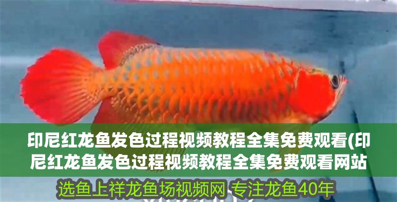 印尼紅龍魚發色過程視頻教程全集免費觀看(印尼紅龍魚發色過程視頻教程全集免費觀看網站)