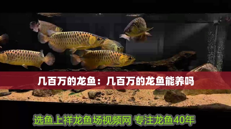 幾百萬的龍魚：幾百萬的龍魚能養嗎