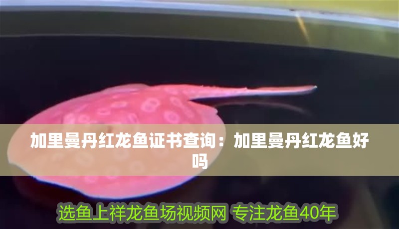 加里曼丹紅龍魚證書查詢：加里曼丹紅龍魚好嗎