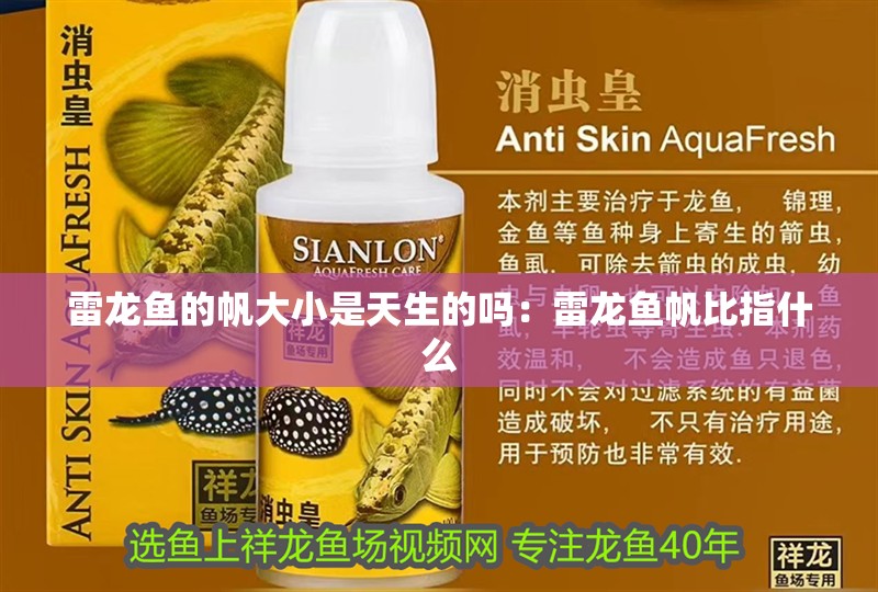 雷龍魚的帆大小是天生的嗎:雷龍魚帆比指什么 水族問答 雷龍魚的帆大小是天生的嗎:雷龍魚帆比指什么 雷龍魚的帆大小是天生的嗎:雷龍魚帆比指什么 水族問答