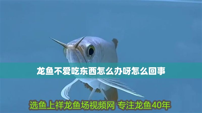 龍魚不愛吃東西怎么辦呀怎么回事
