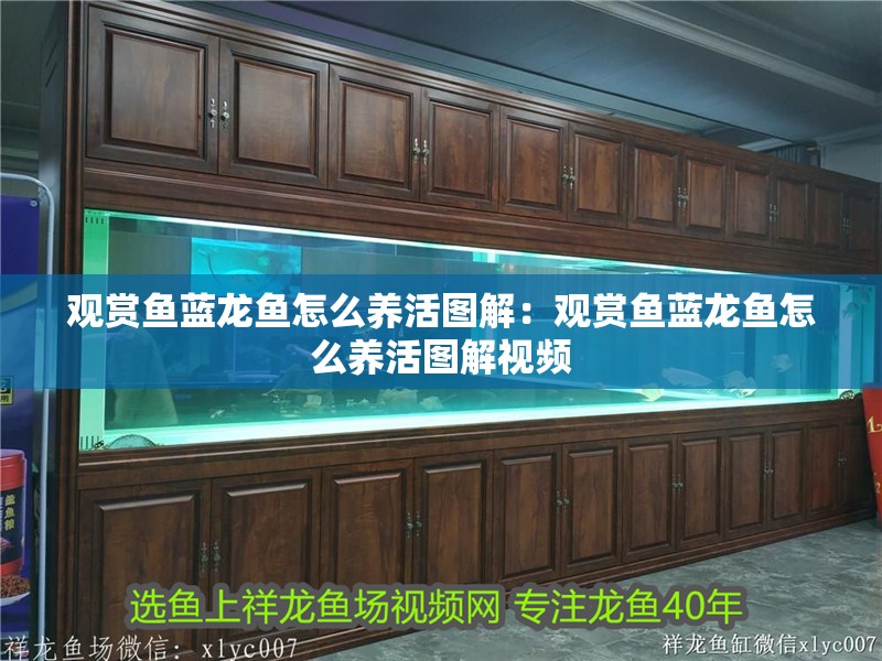 觀賞魚藍龍魚怎么養活圖解：觀賞魚藍龍魚怎么養活圖解視頻