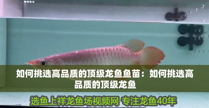 如何挑選高品質(zhì)的頂級(jí)龍魚魚苗：如何挑選高品質(zhì)的頂級(jí)龍魚