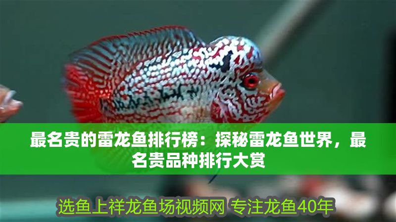 最名貴的雷龍魚排行榜：探秘雷龍魚世界，最名貴品種排行大賞