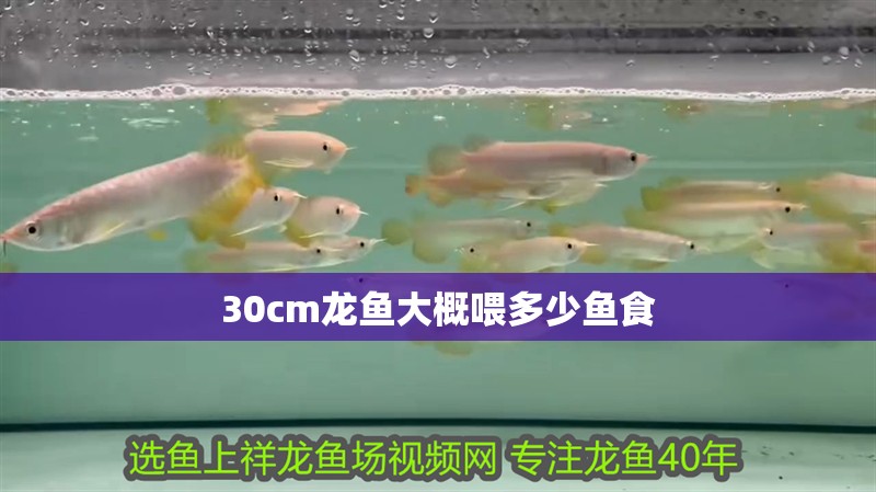 30cm龍魚(yú)大概喂多少魚(yú)食