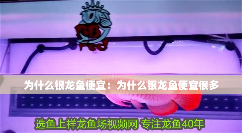 為什么銀龍魚便宜：為什么銀龍魚便宜很多