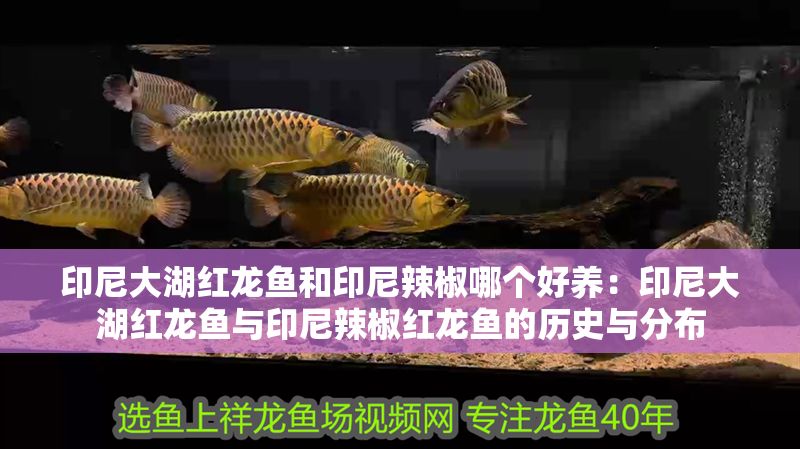 印尼大湖紅龍魚和印尼辣椒哪個(gè)好養(yǎng)：印尼大湖紅龍魚與印尼辣椒紅龍魚的歷史與分布
