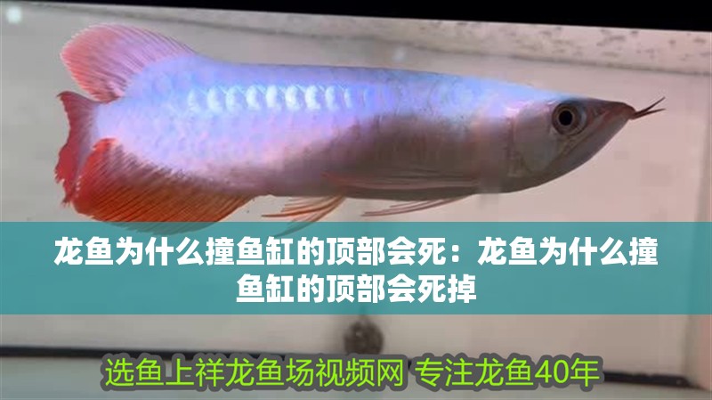 龍魚為什么撞魚缸的頂部會死：龍魚為什么撞魚缸的頂部會死掉 龍魚為什么撞魚缸的頂部會死：龍魚為什么撞魚缸的頂部會死掉 水族問答