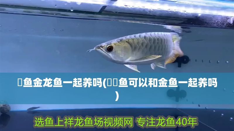 魟魚金龍魚一起養(yǎng)嗎(鳑鲏魚可以和金魚一起養(yǎng)嗎)