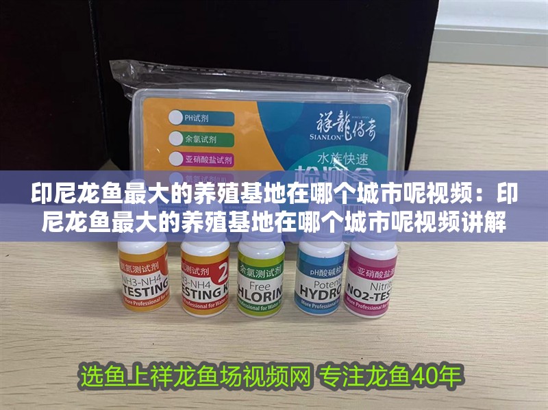 印尼龍魚最大的養(yǎng)殖基地在哪個(gè)城市呢視頻：印尼龍魚最大的養(yǎng)殖基地在哪個(gè)城市呢視頻講解