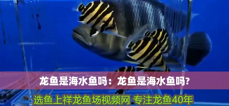 龍魚是海水魚嗎：龍魚是海水魚嗎?