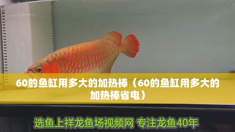 60的魚缸用多大的加熱棒（60的魚缸用多大的加熱棒省電） 60的魚缸用多大的加熱棒（60的魚缸用多大的加熱棒省電） 觀賞魚百科