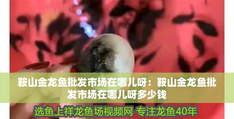 <strong><mark>鞍山</mark></strong>金龍魚批發市場在哪兒呀：<strong><mark>鞍山</mark></strong>金龍魚批發市場在哪兒呀多少錢