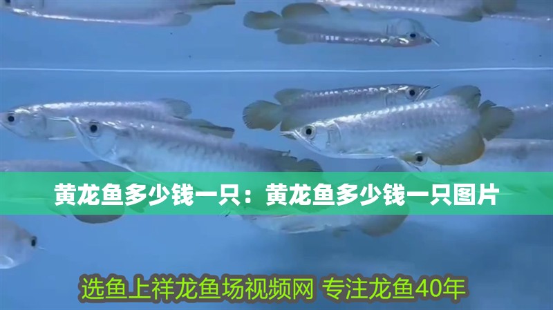 黃龍魚多少錢一只:黃龍魚多少錢一只圖片 水族問答 黃龍魚多少錢一只:黃龍魚多少錢一只圖片 黃龍魚多少錢一只:黃龍魚多少錢一只圖片 水族問答
