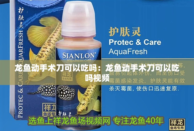 龍魚動手術刀可以吃嗎：龍魚動手術刀可以吃嗎視頻 龍魚動手術刀可以吃嗎：龍魚動手術刀可以吃嗎視頻 水族問答