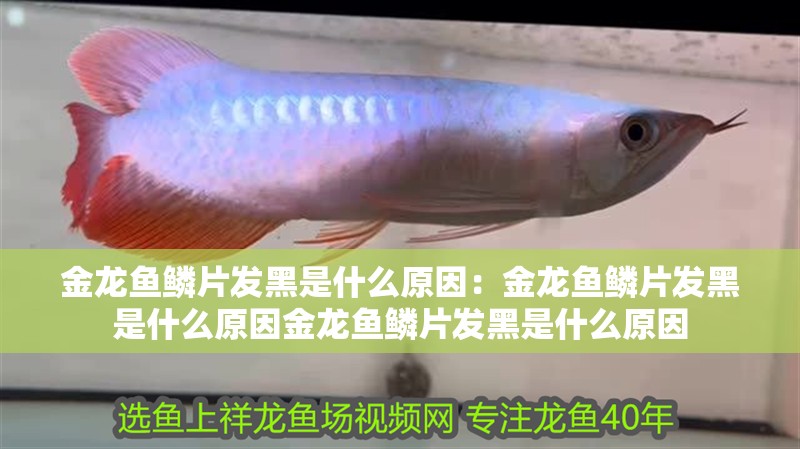 金龍魚鱗片發黑是什么原因：金龍魚鱗片發黑是什么原因金龍魚鱗片發黑是什么原因