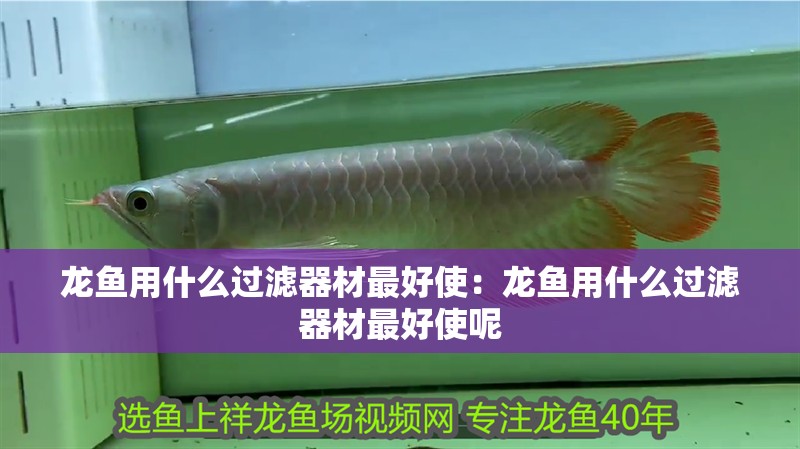 龍魚用什么過濾器材最好使：龍魚用什么過濾器材最好使呢
